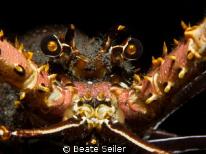 Lobster close-up on a nightdive at the house reef by Beate Seiler 